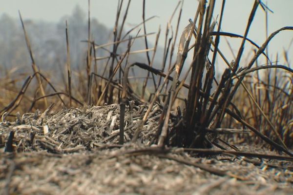 Feu de Païta, 3 février 2020, herbe calcinée