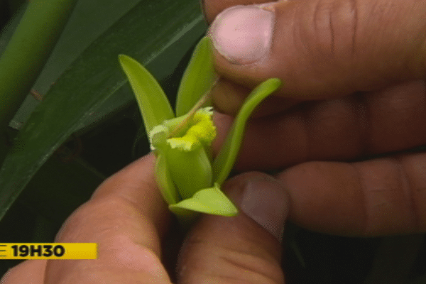 vanilla planifolia