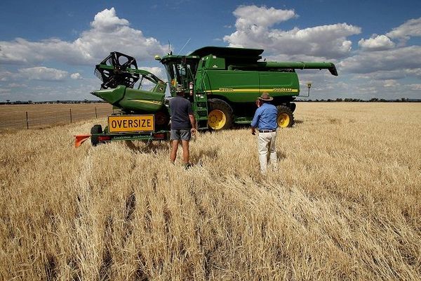 Culture intensive de l'orge en Australie