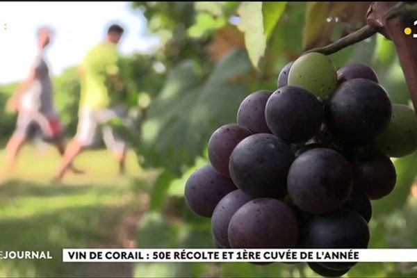 50e récolte pour les vignes de Rangiroa