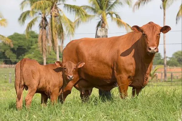 Vaches de la race Senepol, réputées pour leur adaptation facile et leur viande de qualité.