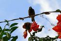 La Réunion : du soleil le matin, des nuages accompagnés d'averses l'après-midi et 30 °C