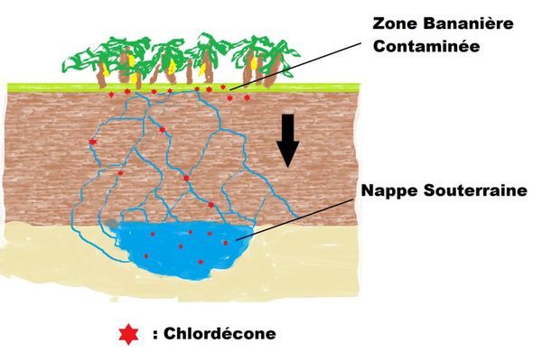 La molécule Chlordécone, utilisée dans les bananeraies pour luterr contre un nuisible, a atteint la nappe souterraine des parcelles. Présente depuis dans les terres, les eaux et les aliments, elle nuit à la santé des populations.