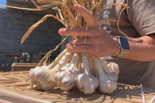 De l'ail récolté sur la commune de Petite-Ile