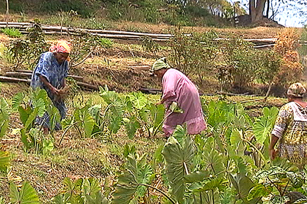 Agriculture à Canala