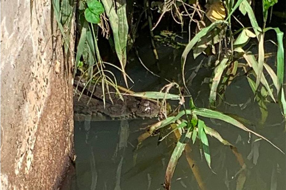 Securing the Area: Lamentin Municipality Takes Action to Protect Against Dangerous Crocodile Sightings