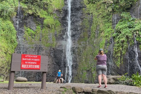 Tiarei : la vallée d'Onohea infestée par la fourmis de feu