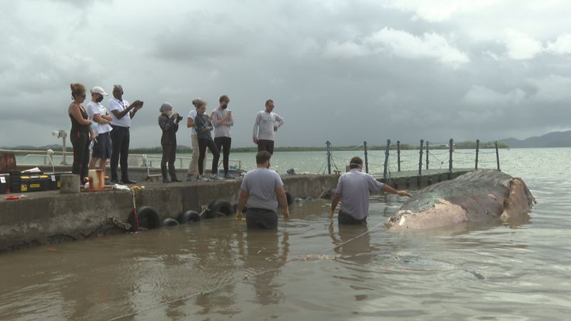 Baleine morte en Martinique