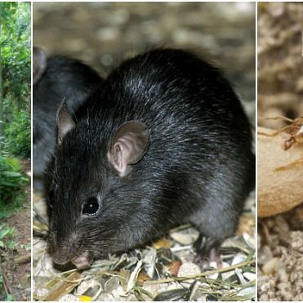 Le rat noir a envahi votre maison, que faire?