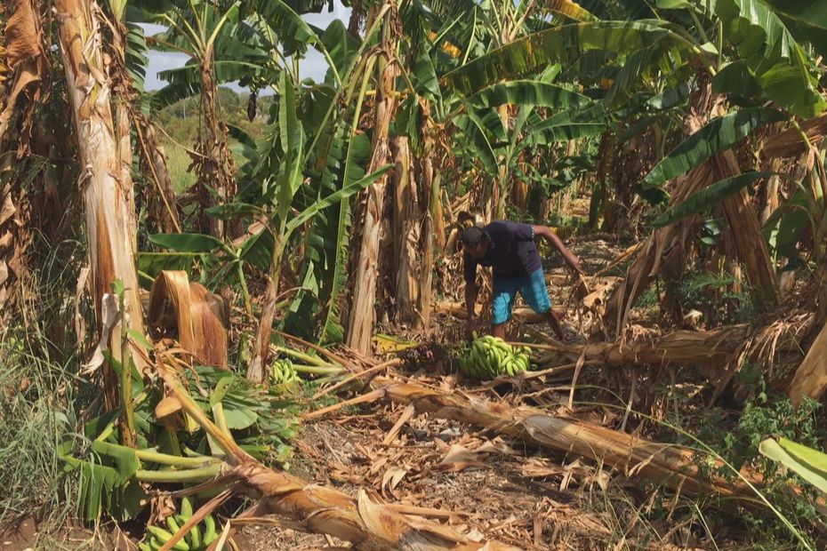 Farmers in northern Grande-Terre hit hard by the drought