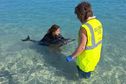 Un jeune dauphin secouru et renflouer en mer au large des Roches-Noires