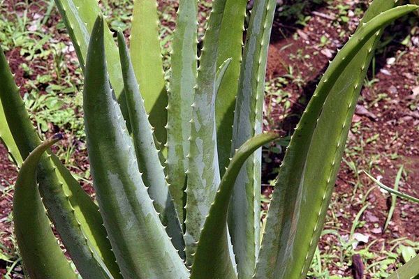 Aloe vera - Aloès vrai