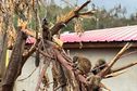 Makis, chauves-souris, oiseaux... : la faune de Mayotte aussi victime du cyclone Chido