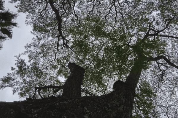 Marumaru, arbre