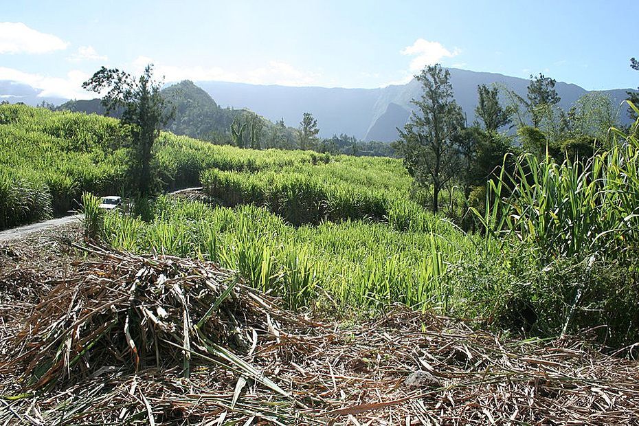 [Une histoire de la canne 2/3] Sugar cane in the ocean