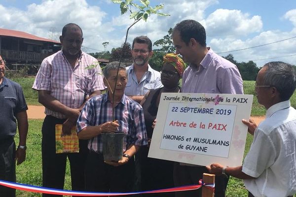 Un arbre de la paix à Cacao