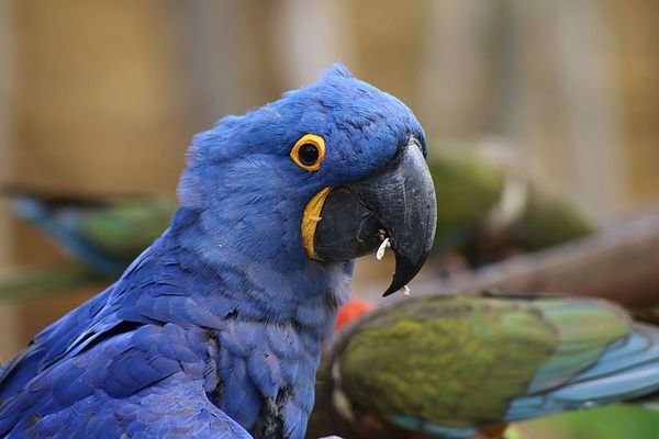 Ara hyacinthe, oiseau d'Amazonie