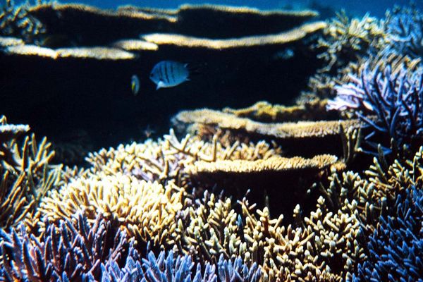 Des poissons dans le lagon de Nouvelle-Calédonie