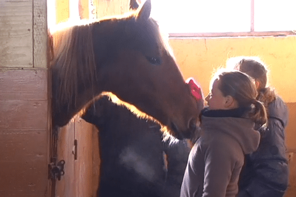 Le centre équestre de Saint-Pierre propose aux jeunes de découvrir le monde du cheval