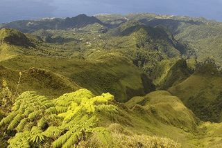 Les Forêts De La Montagne Pelée Et Des Pitons Du Carbet