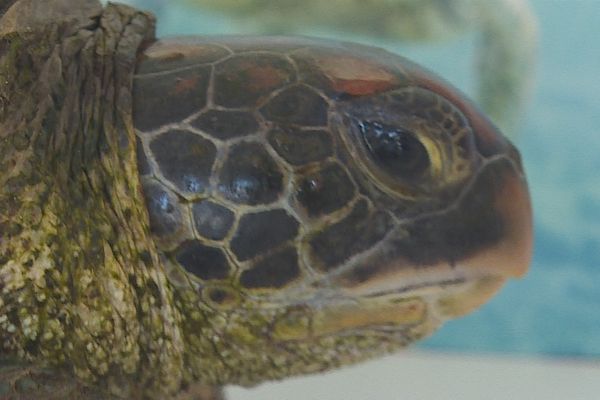 Il existe 5 espèces de tortues marines en Polynésie. Toutes sont menacées d'extinction et protégées. Pour poursuivre son action, Te mana o te moana lance aujourd'hui un appel aux dons pour financer l'acquisition d’un véhicule.