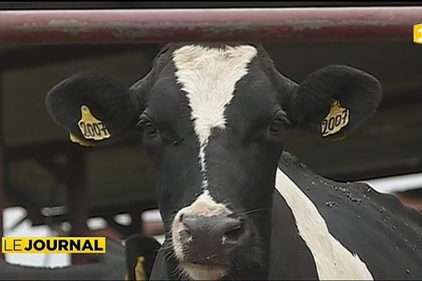 Démarche qualité pour les éleveurs bovins  