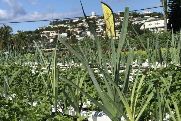 Potager sur le toit Agri Logic Systèmes