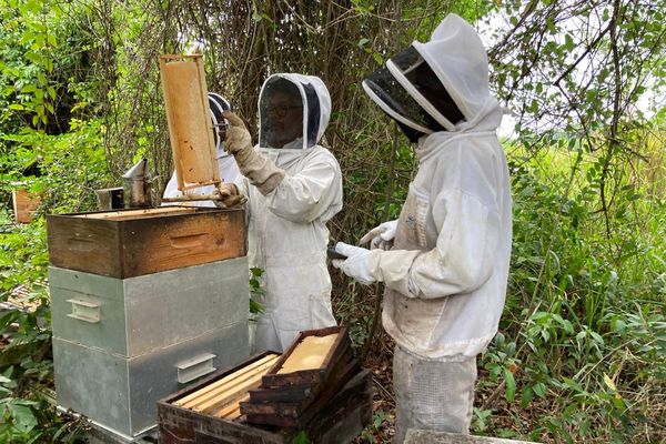 Apiculture dans la mangrove de Génipa, à Ducos