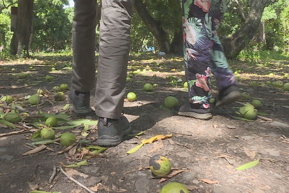 Cyclone Freddy: in Saint-Paul, the wind knocked down tons of unrecoverable mangoes