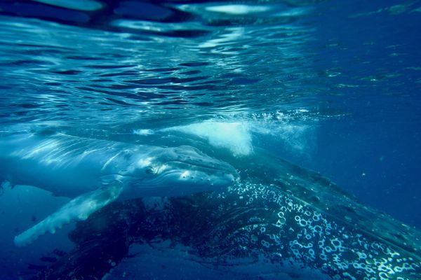 Baleine à bosse et son baleineau dans le lagon calédonien.