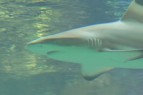 Bébés Requins en Nouvelle-Calédonie