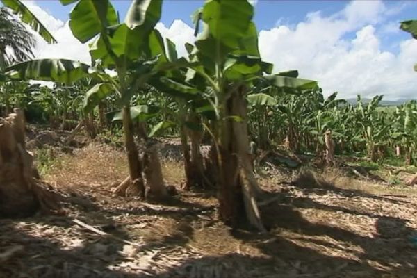 Plantation de bananes en Martinique.