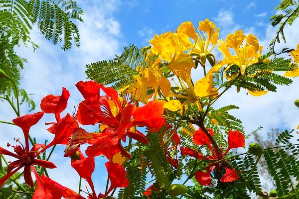 Flamboyants jaune et rouge nov 2022