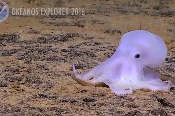 Casper, la pieuvre translucide