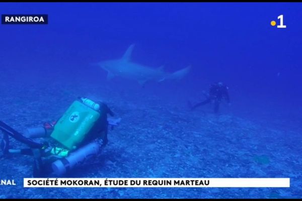 Les requins-marteaux de Rangiroa intéressent les scientifiques