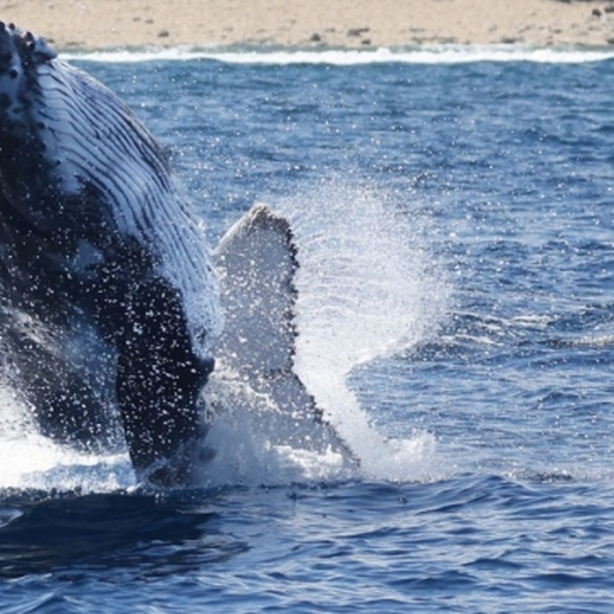 Baleine à l'île de La Réunion, Reunion Island © Jonas Akho…