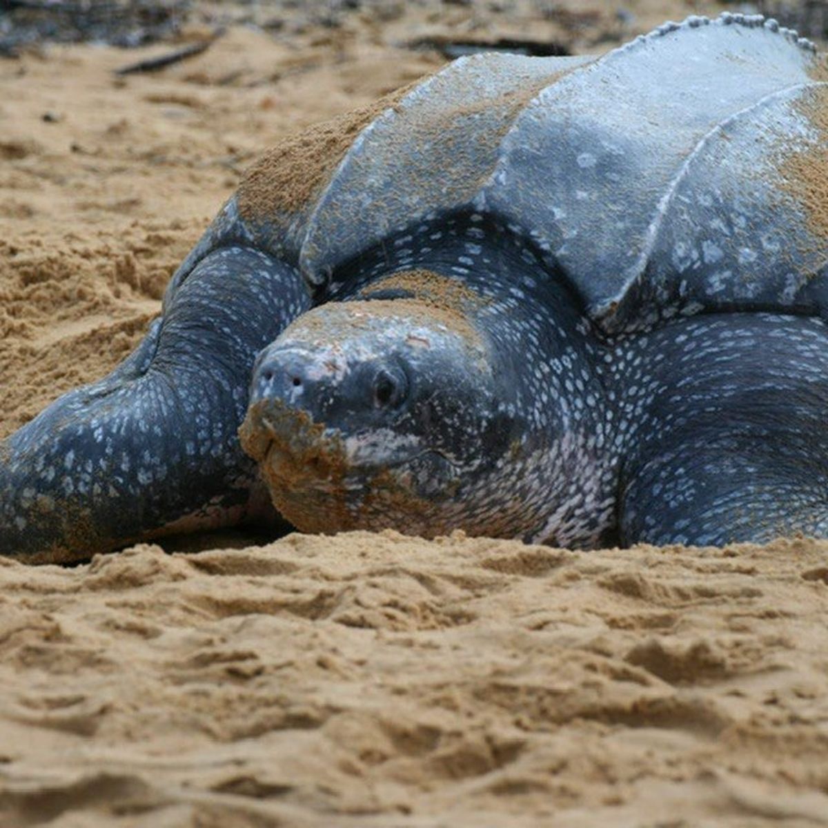 Cycle de vie de la tortue luth