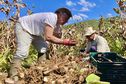 PORTRAIT. Le curcuma, une culture de tradition de père en fille chez les Hoareau