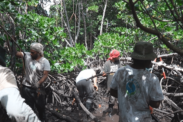 Les bénévoles de Caledoclean se sont lancés dans un chantier d'envergure au sein de la mangrove de Ouémo.