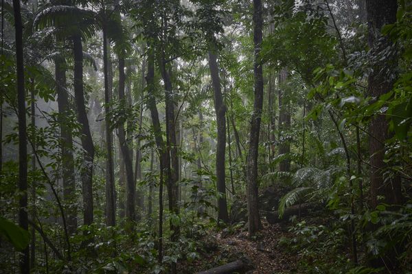 CC0_Forêt de Schoelcher