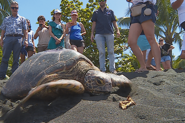 tortue relâchée