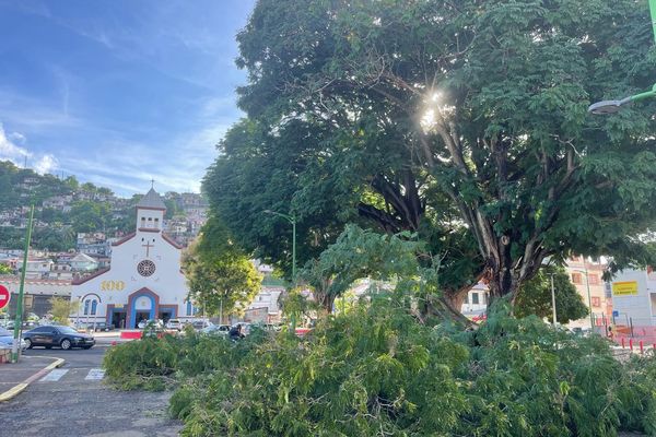 Une branche d'arbre chute sur la chaussée à la place Abbé Grégoire à Fort-de-France.