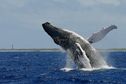 Antilles : La justice suspend une campagne de recherche sismique pour protéger les baleines