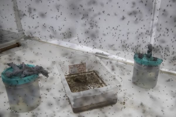 Les moustiques infectés par une bactérie bloquant la dengue appelée « wolbachia » produisent des œufs à la bio-usine de la Fondation Oswaldo Cruz à Rio de Janeiro
