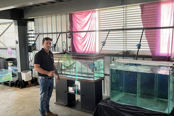 Pêcheur pour aquariums Nouméa