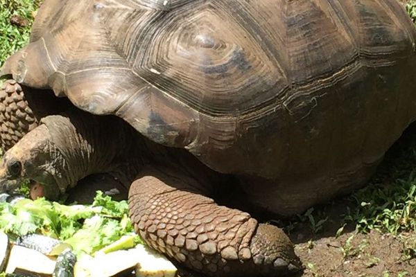 Doudou l'une des deux tortues géantes des Seychelles au zoo de Guadeloupe 