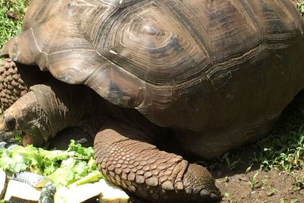 Tortue géante des Seychelles - Nature et Zoo : l'actualité des zoos