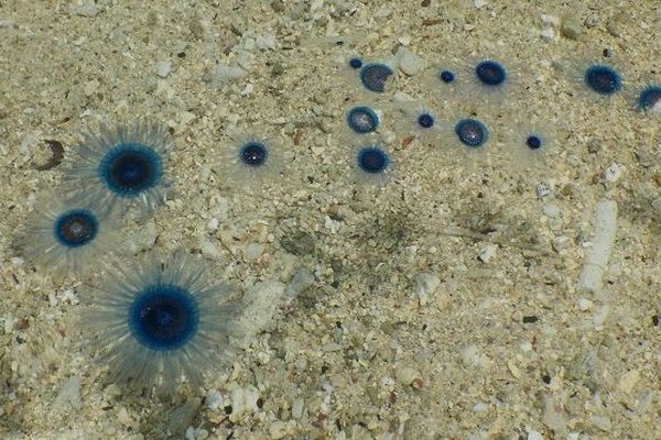 Appel à la vigilance, des porpites observées dans le lagon de l’Hermitage 