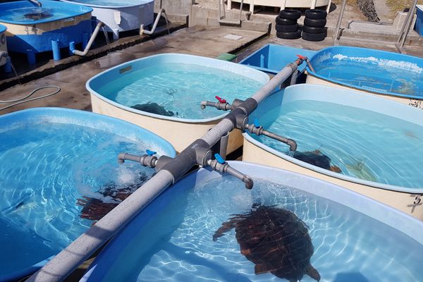 A Saint-Leu, le centre de soins Kélonia recueille les tortues blessées.