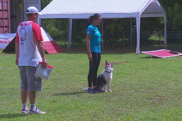 concours canin 